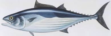 Image result for Katsuwonus pelamis