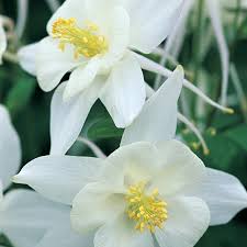 Image result for Aquilegia caerulea