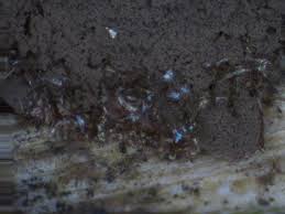 Attēlu rezultāti vaicājumam “Enteridium liceoides spores”