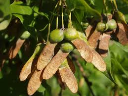 Attēlu rezultāti vaicājumam “Acer saccharinum fruit”