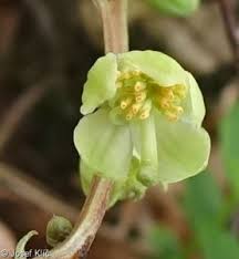 Attēlu rezultāti vaicājumam “Pyrola chlorantha leaf”