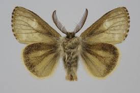 Attēlu rezultāti vaicājumam “Gynaephora selenitica”