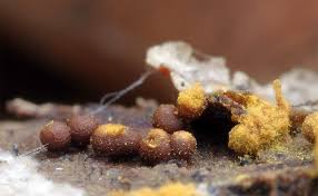 Attēlu rezultāti vaicājumam “Hemitrichia clavata spores”