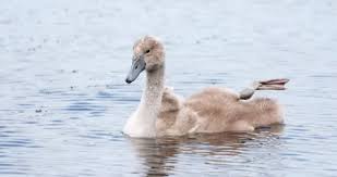 Attēlu rezultāti vaicājumam “Cygnus olor juvenile”