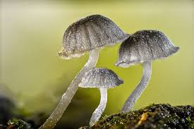 Attēlu rezultāti vaicājumam “Mycena pseudocorticola”