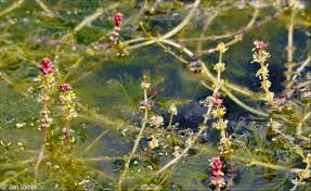 Attēlu rezultāti vaicājumam “Myriophyllum spicatum”