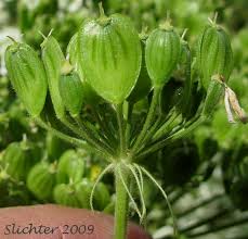 Attēlu rezultāti vaicājumam “Heracleum sphondylium subsp. sibiricum fruit”