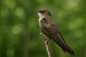 Image result for Chaetura pelagica