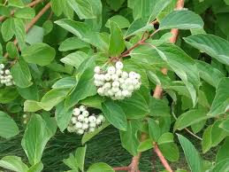 Attēlu rezultāti vaicājumam “Cornus sericea”