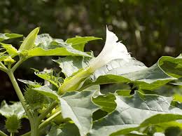 Image result for Datura stramonium