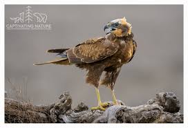 Attēlu rezultāti vaicājumam “Circus aeruginosus adult”