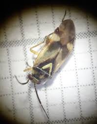 Attēlu rezultāti vaicājumam “Orthops basalis”