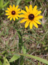 Attēlu rezultāti vaicājumam “Rudbeckia hirta var. hirta”