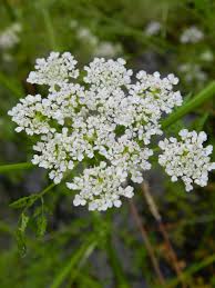 Attēlu rezultāti vaicājumam “Oenanthe aquatica flower”