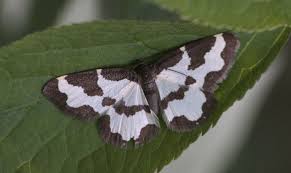 Attēlu rezultāti vaicājumam “Lomaspilis marginata”