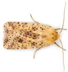 Attēlu rezultāti vaicājumam “Conistra rubiginea”