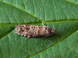 Attēlu rezultāti vaicājumam “Rhyacionia pinicolana”