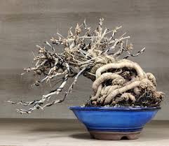 Image result for parthenocissus bonsai