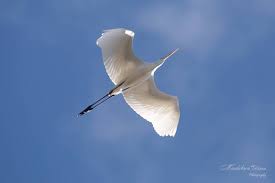 Attēlu rezultāti vaicājumam “Egretta alba”