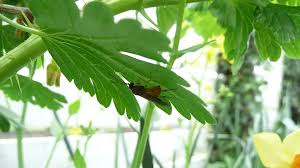 Attēlu rezultāti vaicājumam “Nematus ribesii larva”