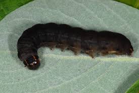 Attēlu rezultāti vaicājumam “Eupsilia transversa”