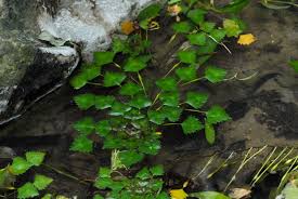 Attēlu rezultāti vaicājumam “Trapaceae”