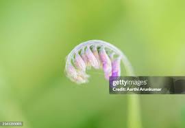 Attēlu rezultāti vaicājumam “Vicia cracca bud”
