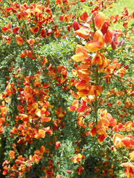 Image result for Cytisus scoparius