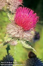 Attēlu rezultāti vaicājumam “Cirsium acaule fruit”