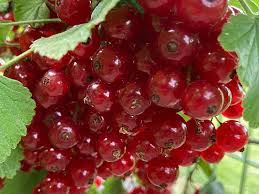 Bildergebnis für rote johannisbeeren