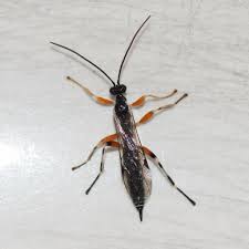 Attēlu rezultāti vaicājumam “Oxyrrhynchium hians var. rigidum”