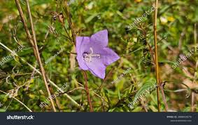 Image result for Campanula persicifolia