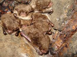 Attēlu rezultāti vaicājumam “Myotis daubentonii”