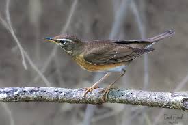 Image result for Turdus obscurus