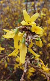 Attēlu rezultāti vaicājumam “Forsythia viridissima”