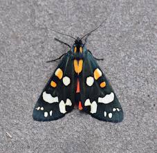 Attēlu rezultāti vaicājumam “Callimorpha dominula”