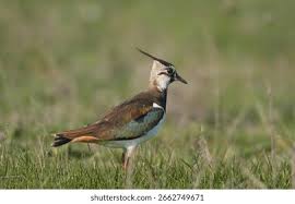 Attēlu rezultāti vaicājumam “Vanellus vanellus adult”