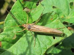 Attēlu rezultāti vaicājumam “Chaetopteryx villosa”