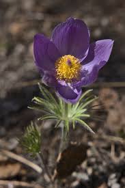 Attēlu rezultāti vaicājumam “Pulsatilla patens fruit”