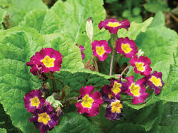 Image result for Primula obconica