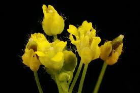 Attēlu rezultāti vaicājumam “Draba nemorosa fruit”