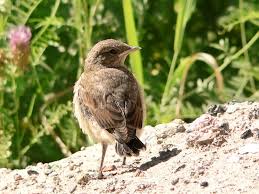Attēlu rezultāti vaicājumam “Oenanthe oenanthe juvenile”