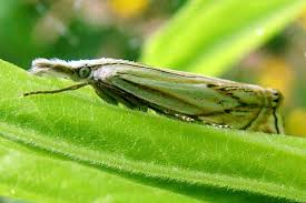 Attēlu rezultāti vaicājumam “Crambus pratella”