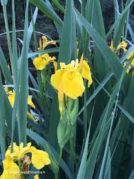 Attēlu rezultāti vaicājumam “Iris pseudacorus flower”