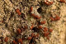 Attēlu rezultāti vaicājumam “Cladonia caespiticia”