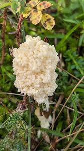 Attēlu rezultāti vaicājumam “Didymium crustaceum”