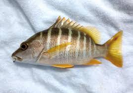 Image result for Lutjanus apodus