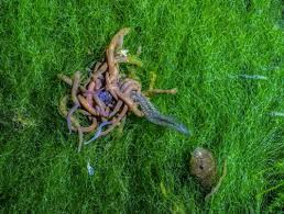 Attēlu rezultāti vaicājumam “Haemopis sanguisuga”