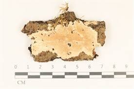 Attēlu rezultāti vaicājumam “Junghuhnia nitida”