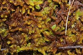 Attēlu rezultāti vaicājumam “Scorpidium cossonii”